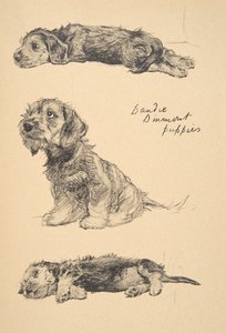 Dandie Dinmont Puppies, 1930, Illustrations from His Sketch Book Used for 